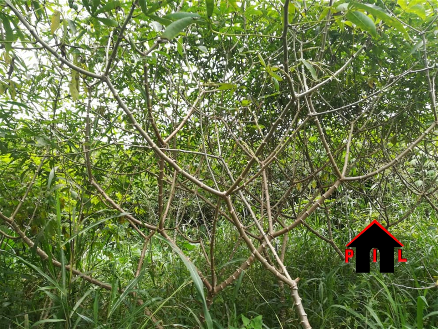 Agricultural Land for sale in Myanzi Mubende