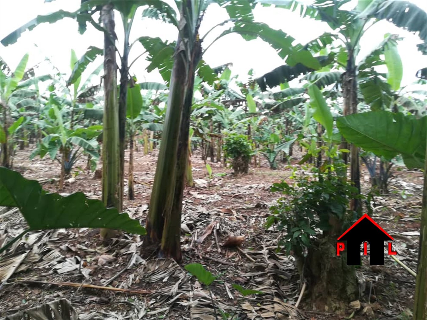 Agricultural Land for sale in Bulunda Buyikwe