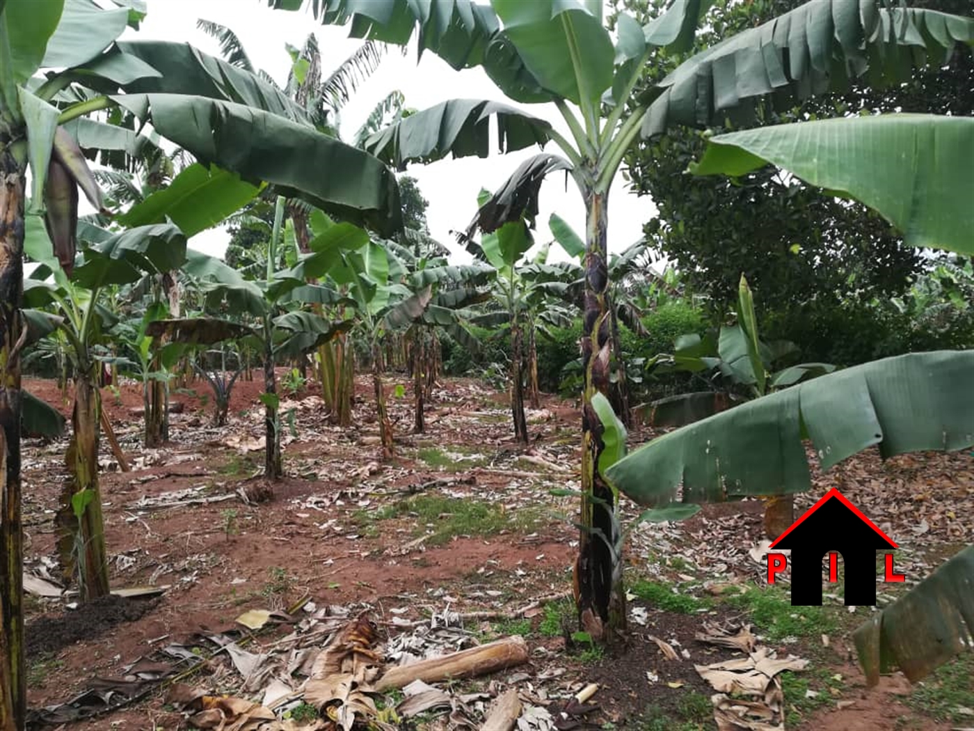 Agricultural Land for sale in Bulunda Buyikwe