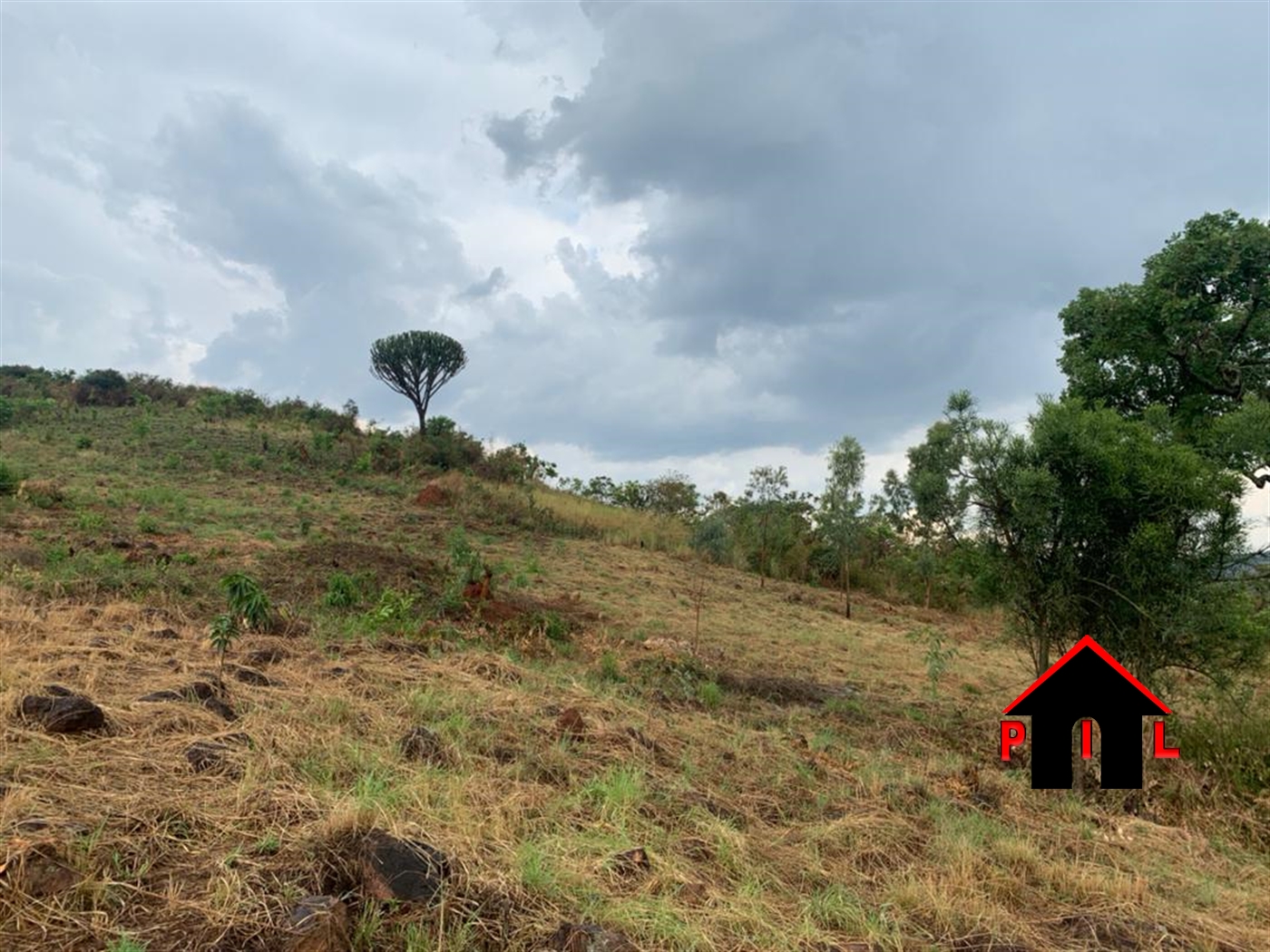 Agricultural Land for sale in Nakasetta Mityana