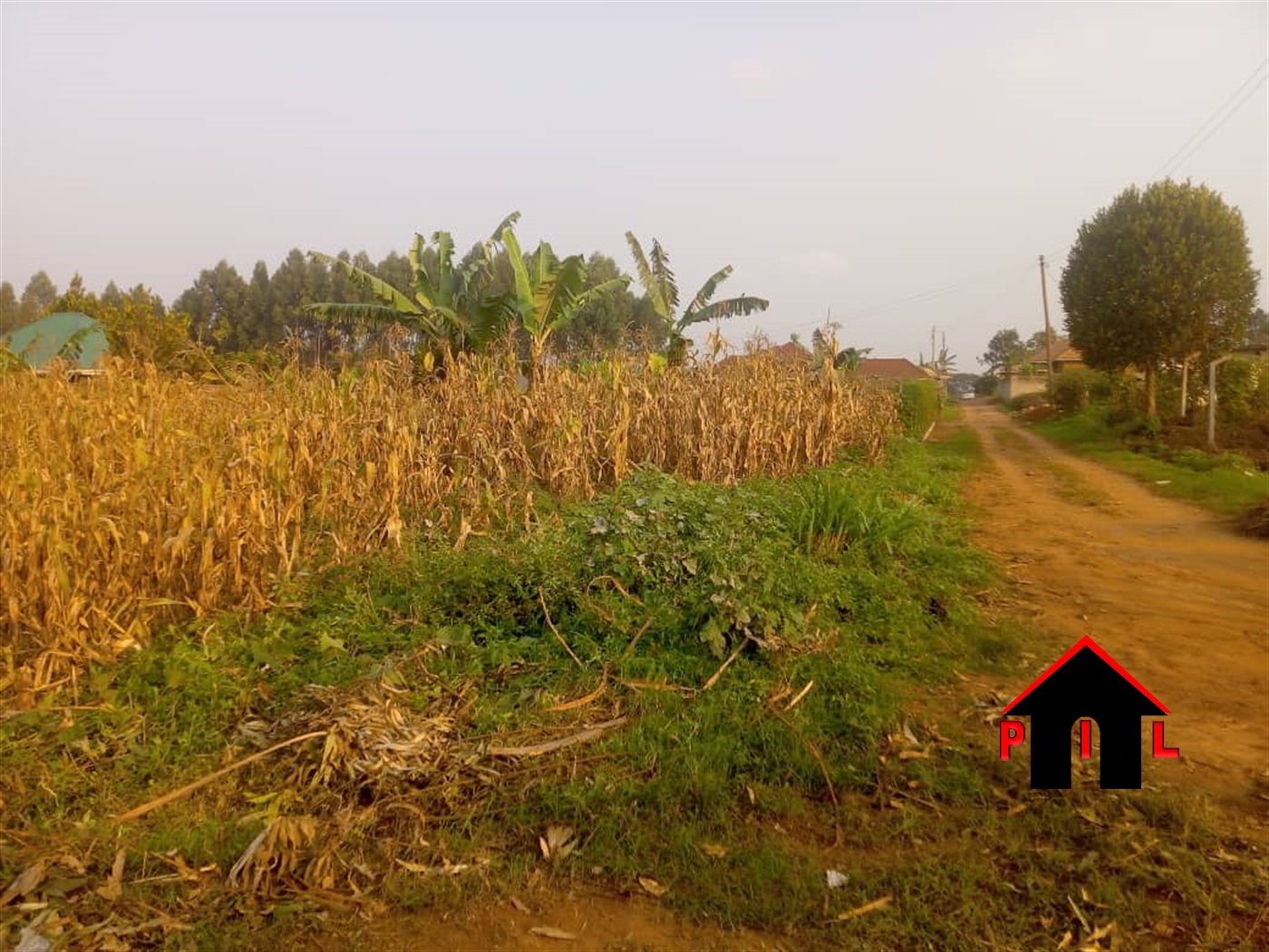 Agricultural Land for sale in Lugususlu Sembabule