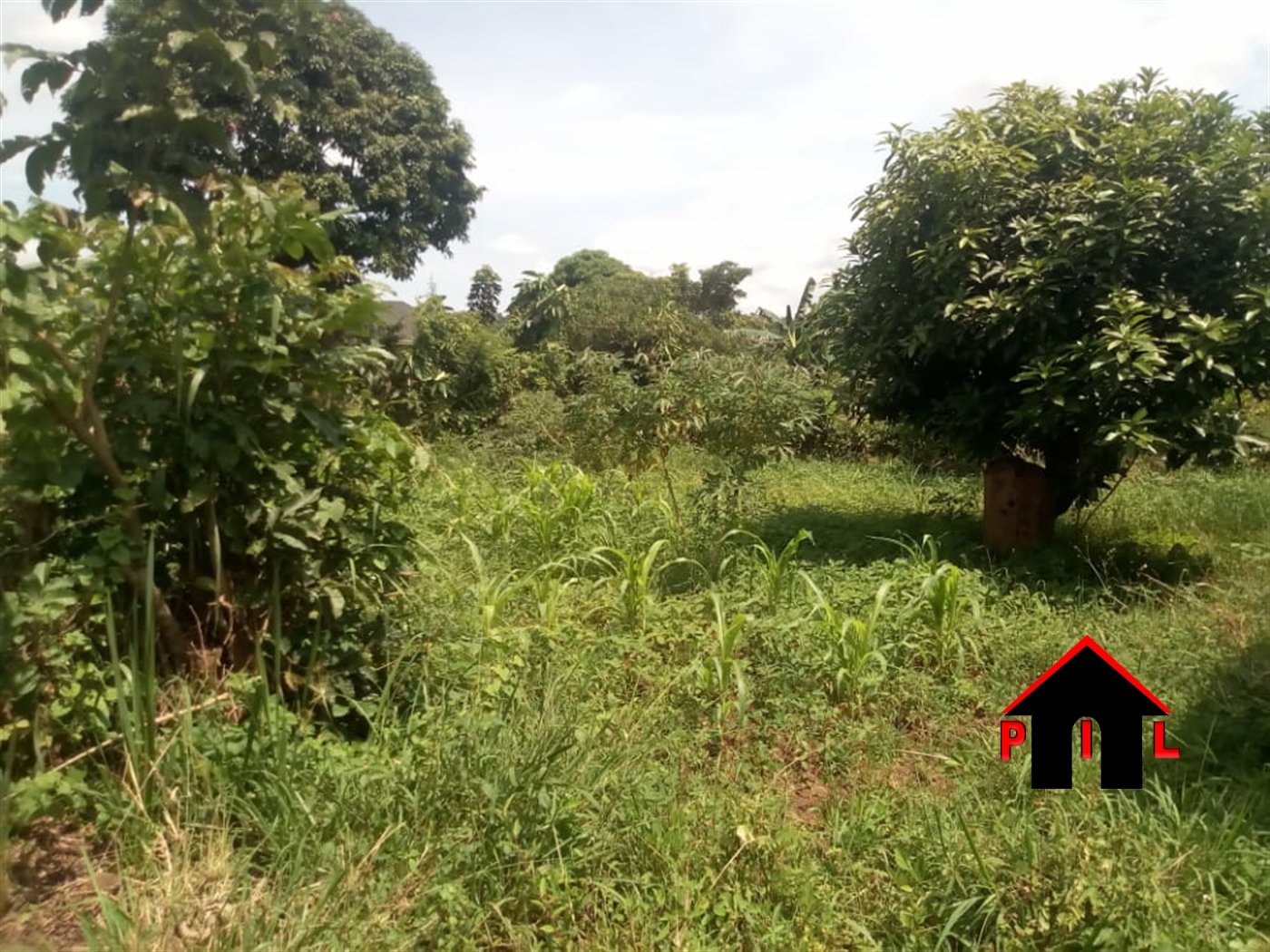 Agricultural Land for sale in Kabembe Luweero