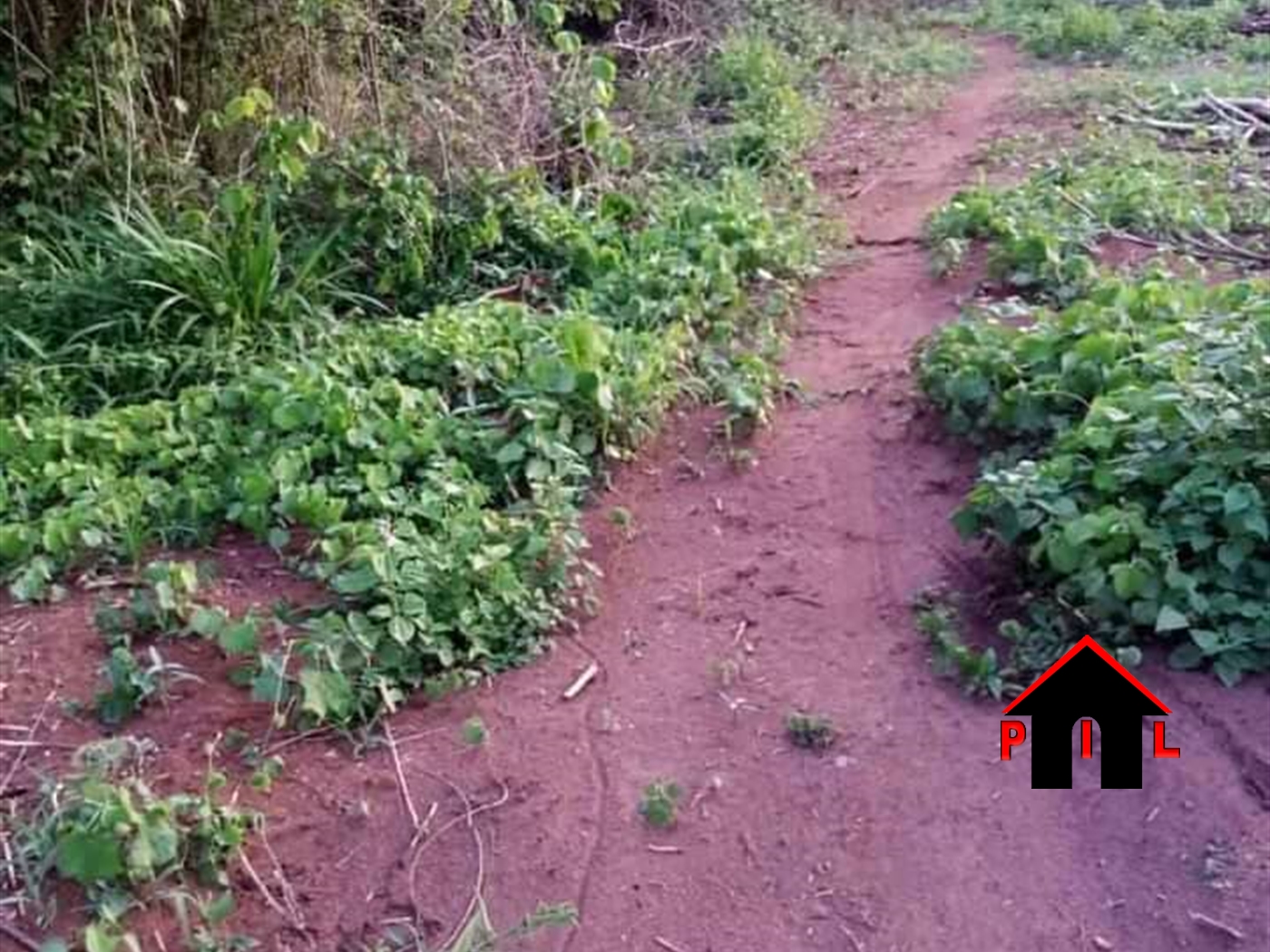 Agricultural Land for sale in Lwamata Hoima