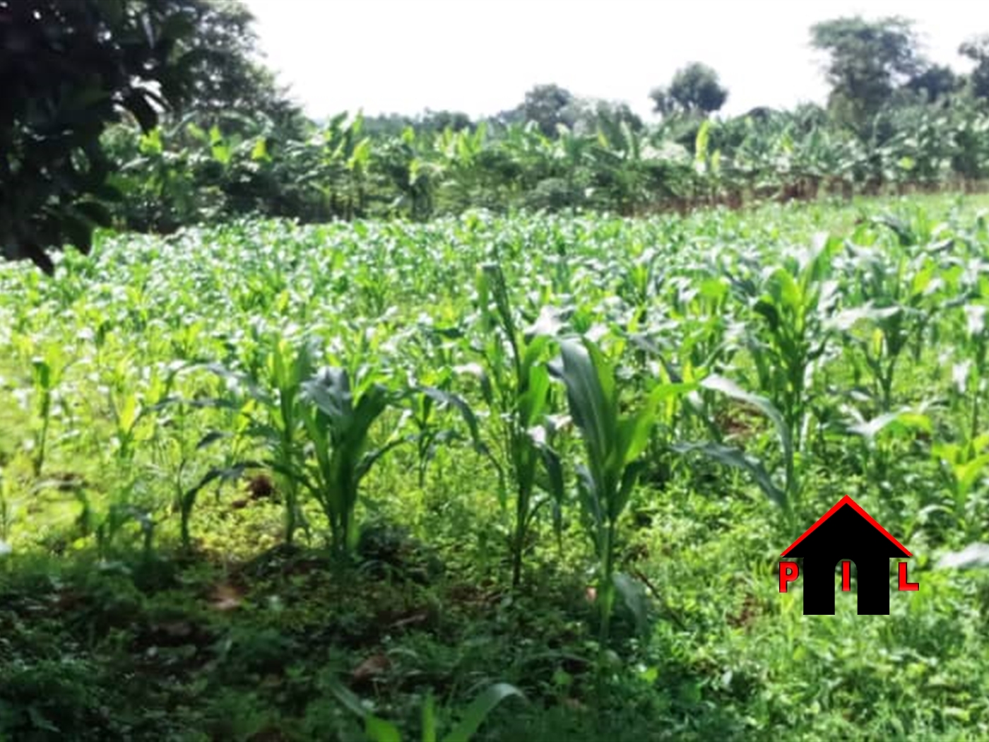 Residential Land for sale in Kiwenda Wakiso