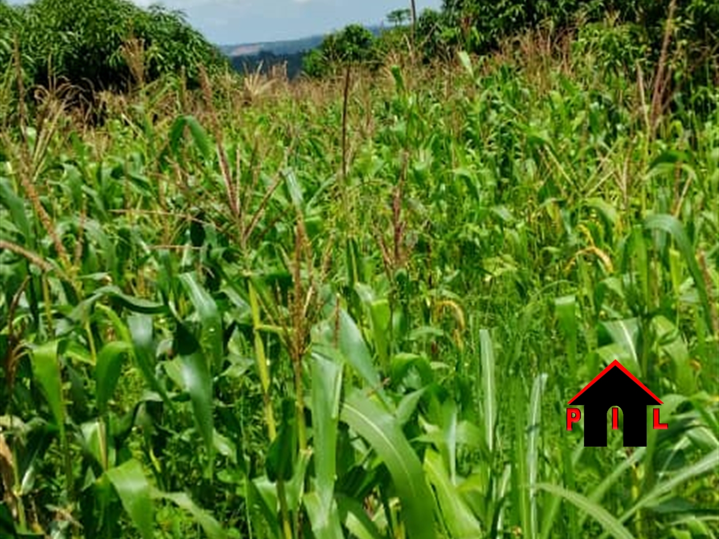 Residential Land for sale in Kiwenda Wakiso