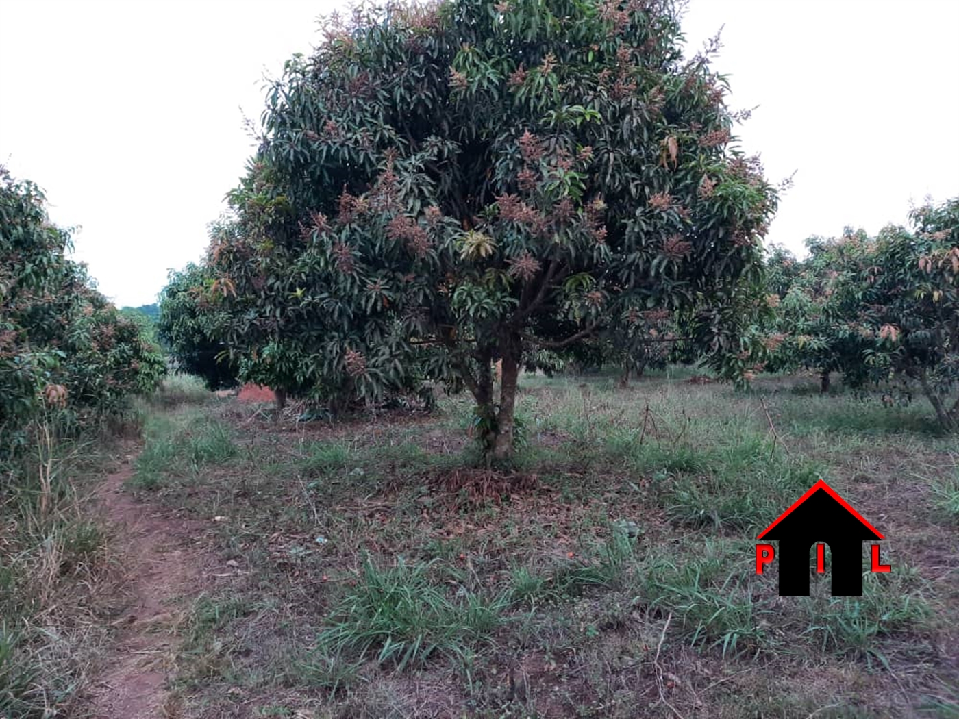 Agricultural Land for sale in Nakassajja Wakiso