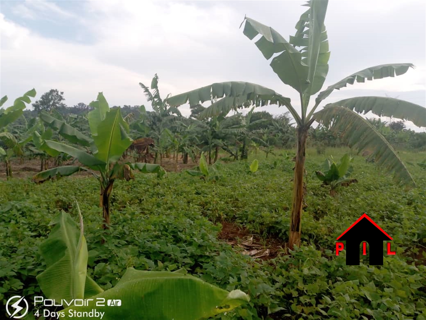 Agricultural Land for sale in Ziloobwe Luweero