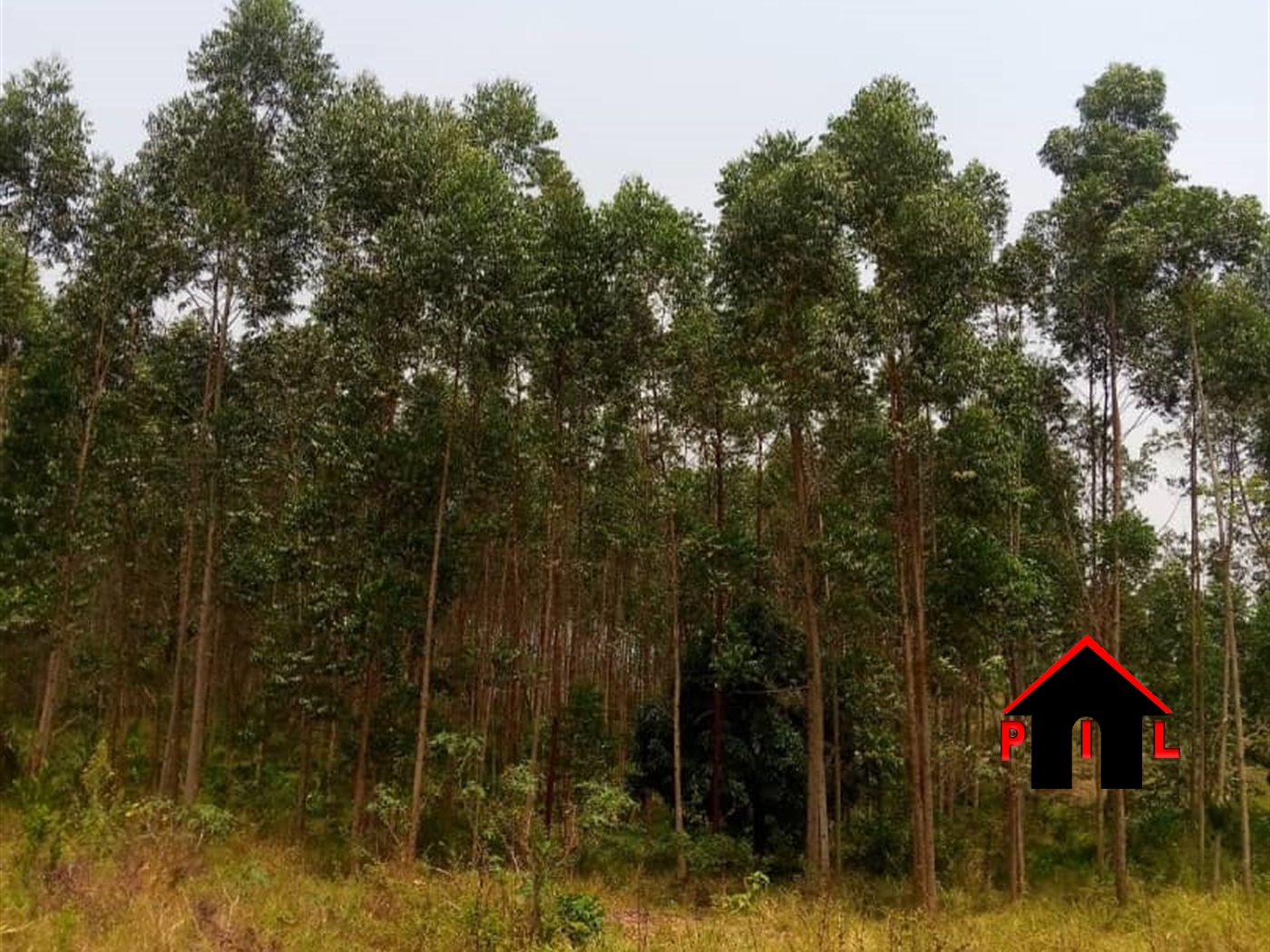 Agricultural Land for sale in Ndibulungi Luweero