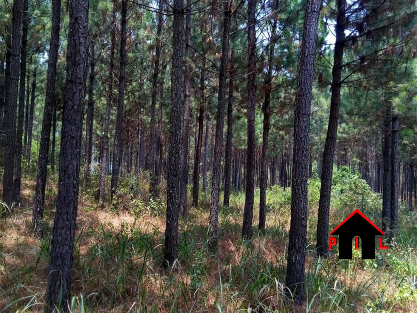 Agricultural Land for sale in Ndibulungi Luweero