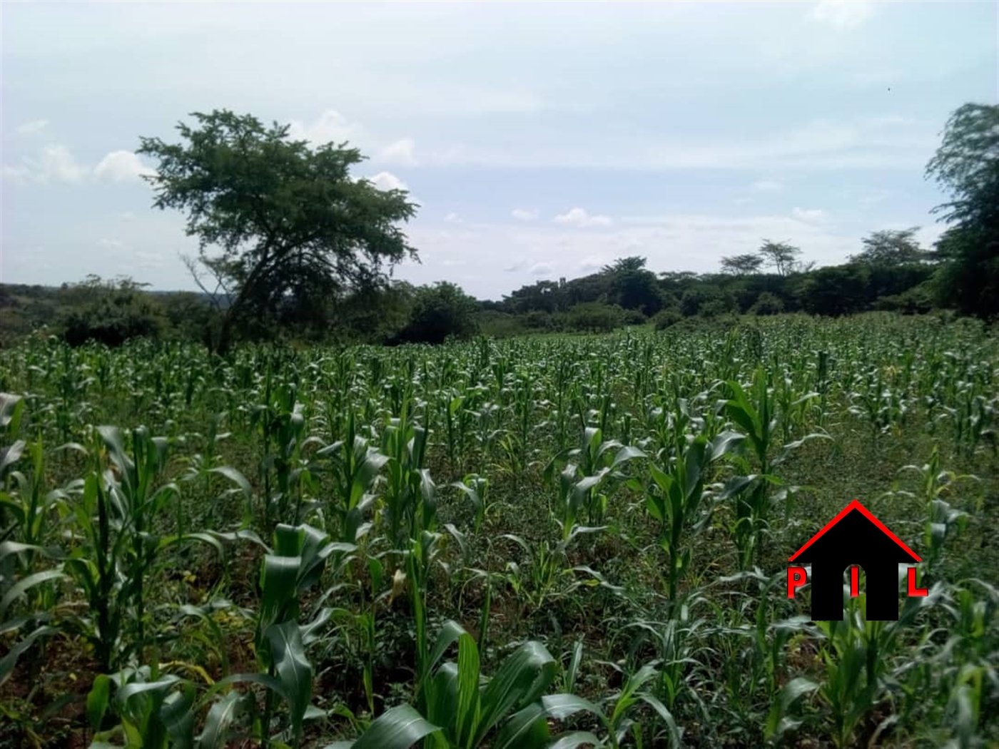 Agricultural Land for sale in Kakooge Luweero