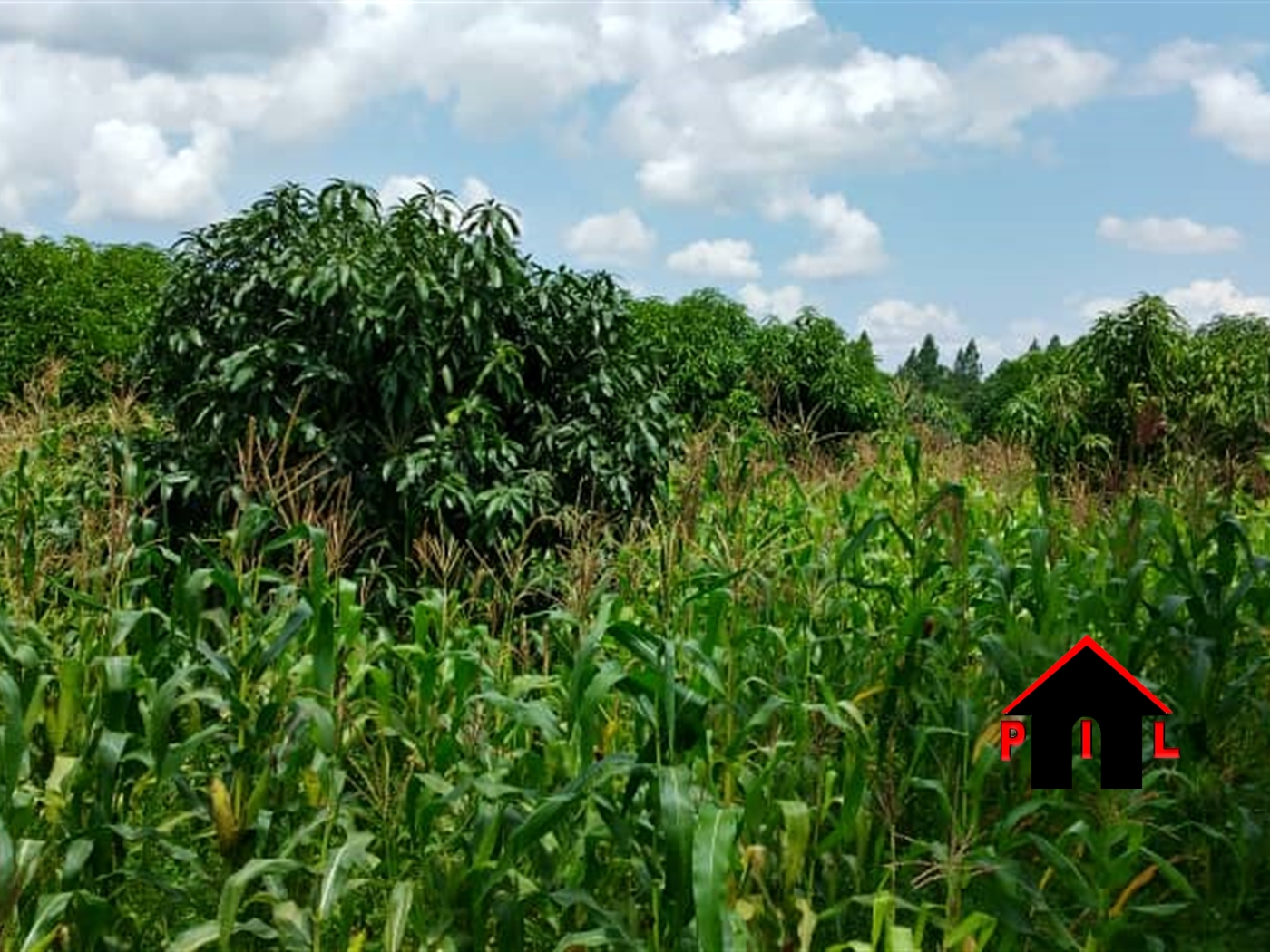 Agricultural Land for sale in Kassiya Mukono