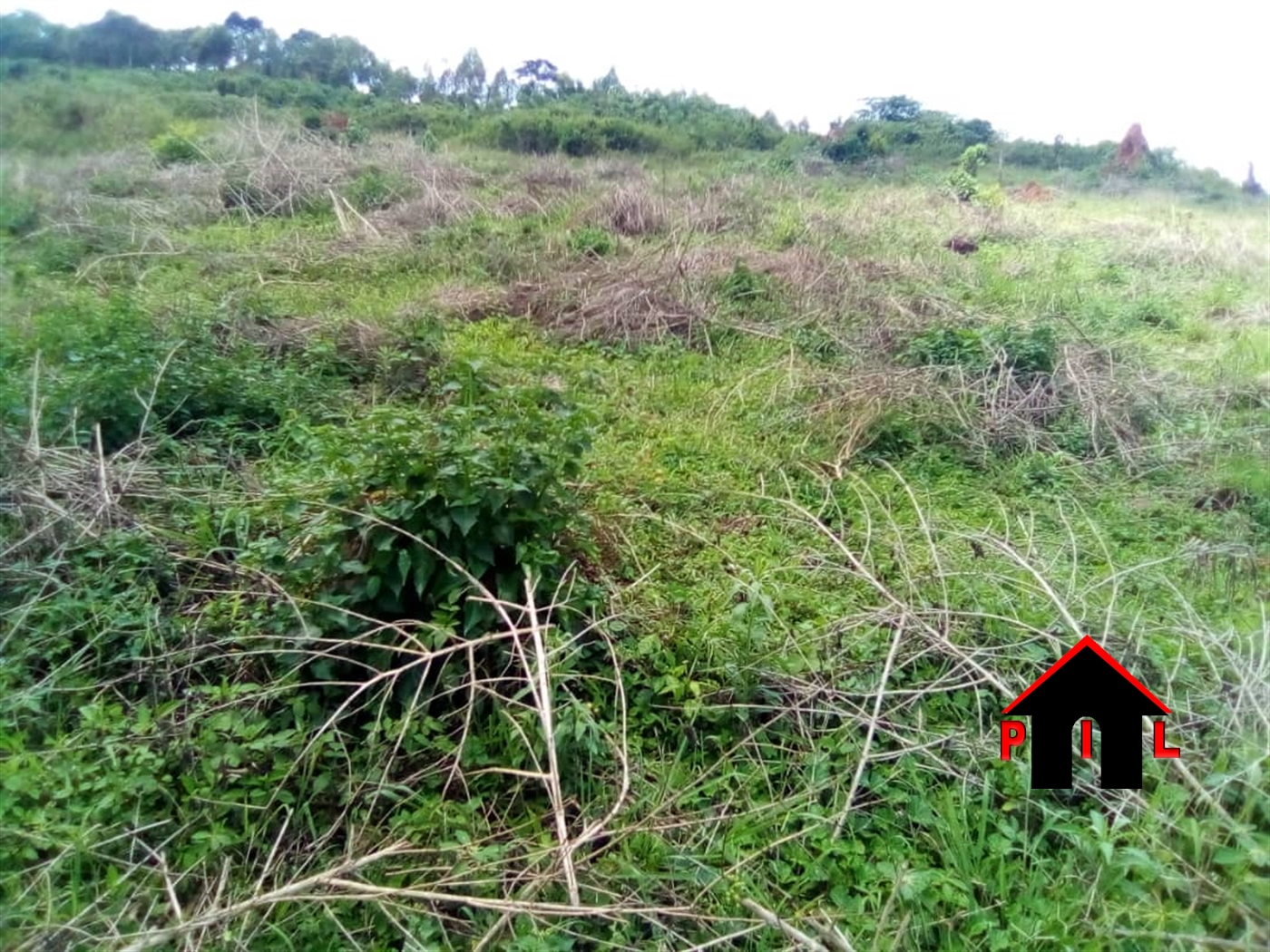 Agricultural Land for sale in Kiwangula Luweero