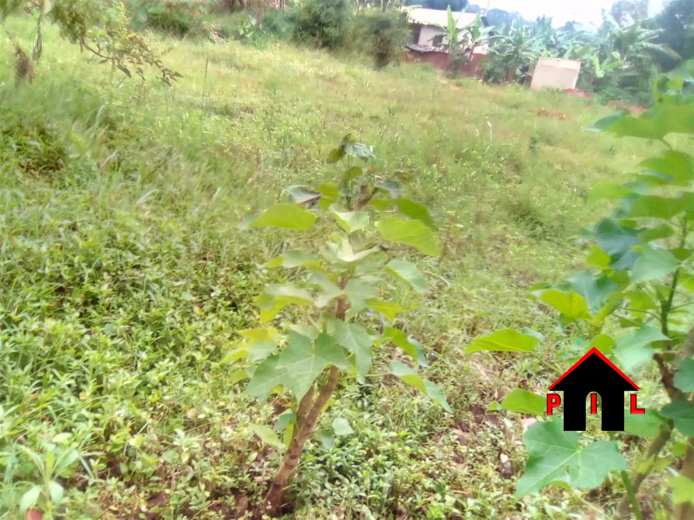 Agricultural Land for sale in Kiwangula Luweero