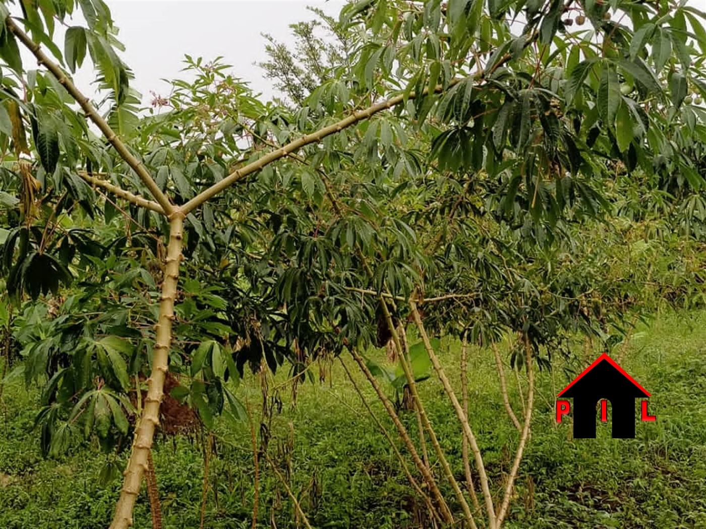 Agricultural Land for sale in Kitabazi Kayunga