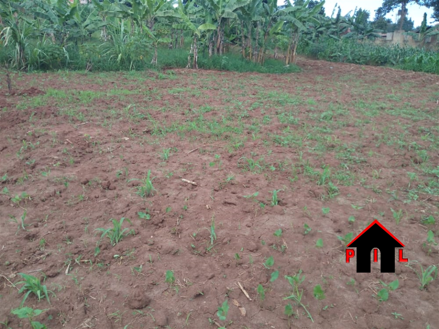 Agricultural Land for sale in Bbaale Kayunga