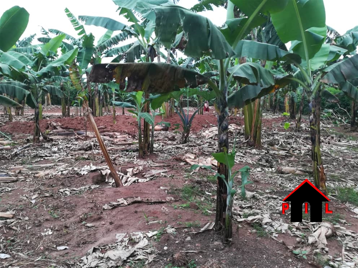 Agricultural Land for sale in Bukeelele Mukono