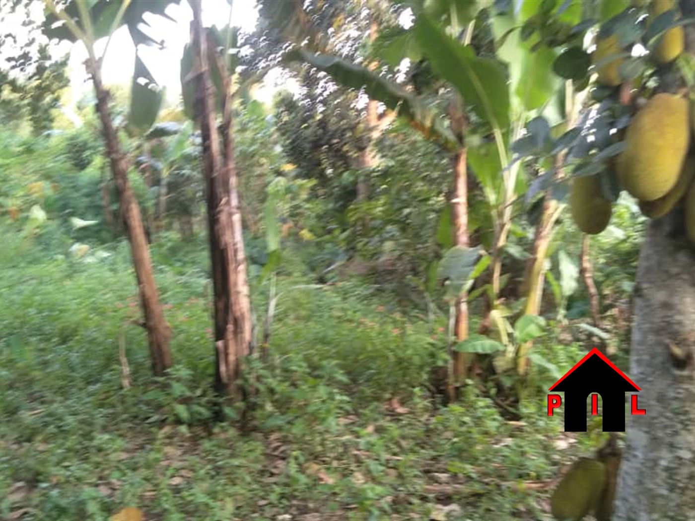 Agricultural Land for sale in Buddugala Mukono