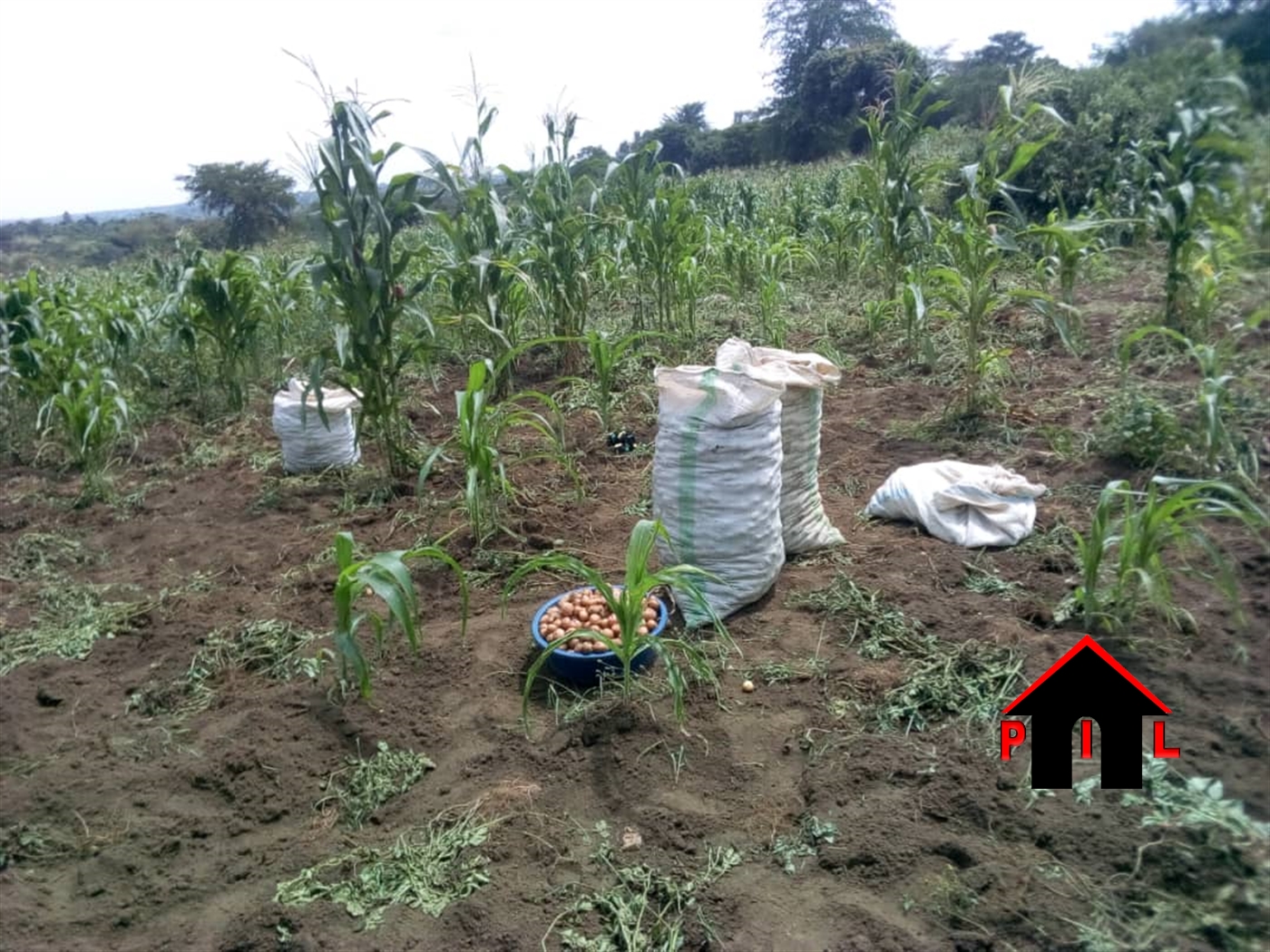 Agricultural Land for sale in Buseruka Hoima