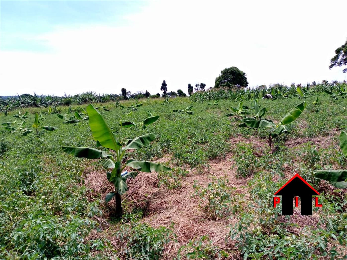 Agricultural Land for sale in Kasasa Rakai