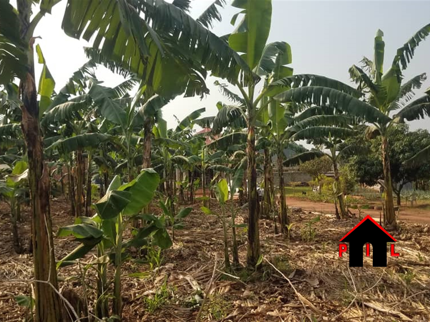 Agricultural Land for sale in Mubende Mubende