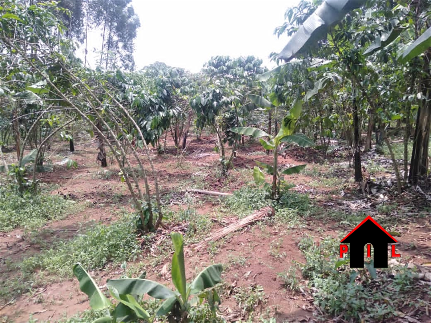 Agricultural Land for sale in Mubende Mubende