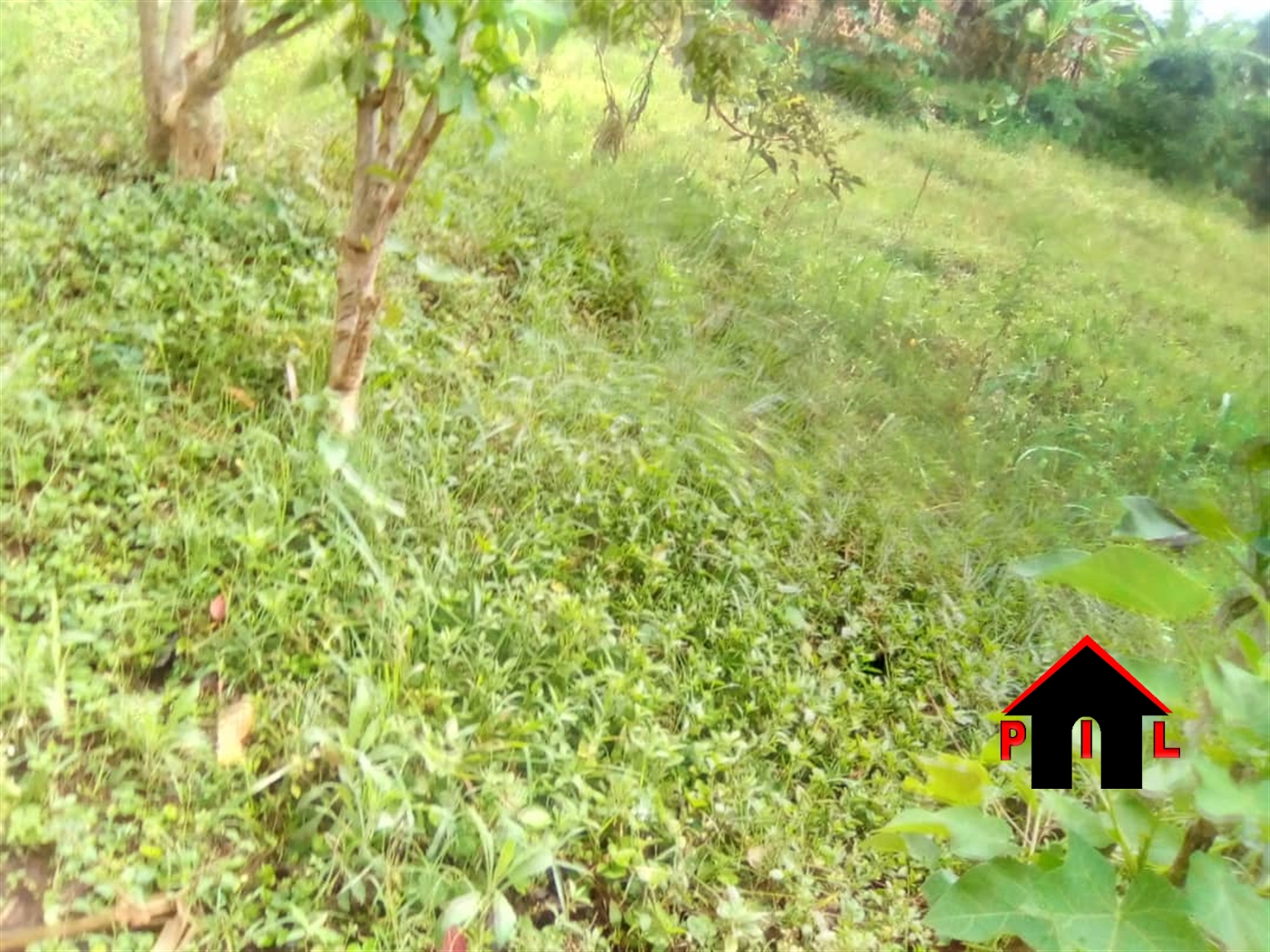 Agricultural Land for sale in Kyabadaza Mityana