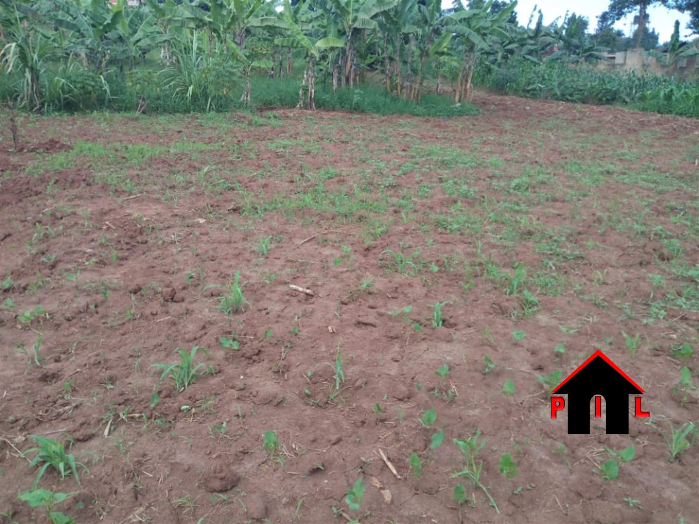 Agricultural Land for sale in Kilyandongo Oyam