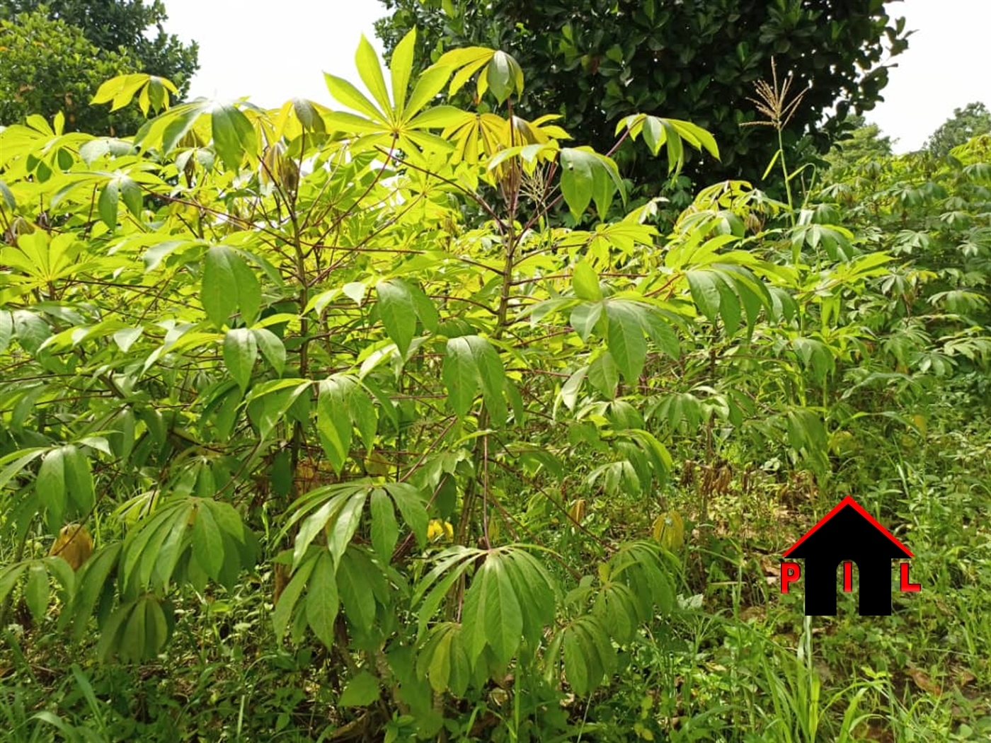 Agricultural Land for sale in Namataba Wakiso