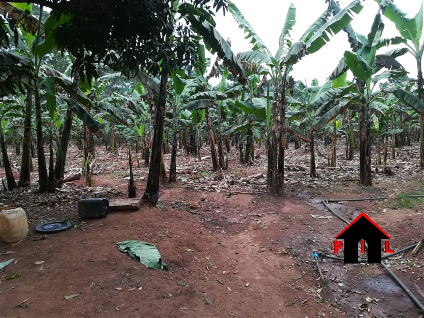 Agricultural Land for sale in Nshenyi Ntungamo