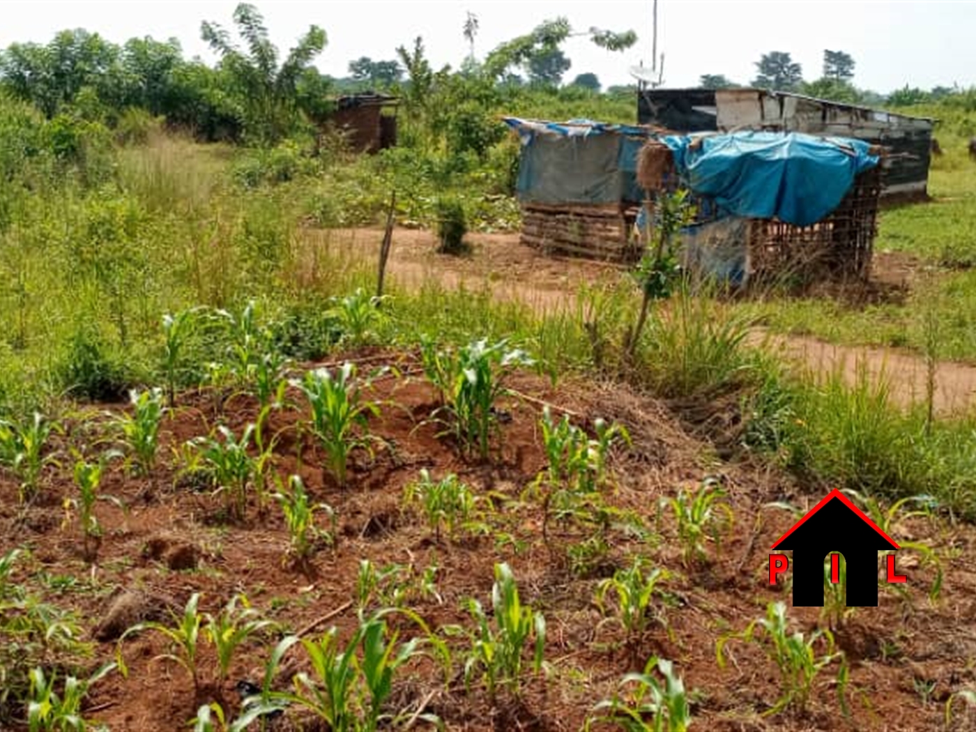 Agricultural Land for sale in Musujju Mukono