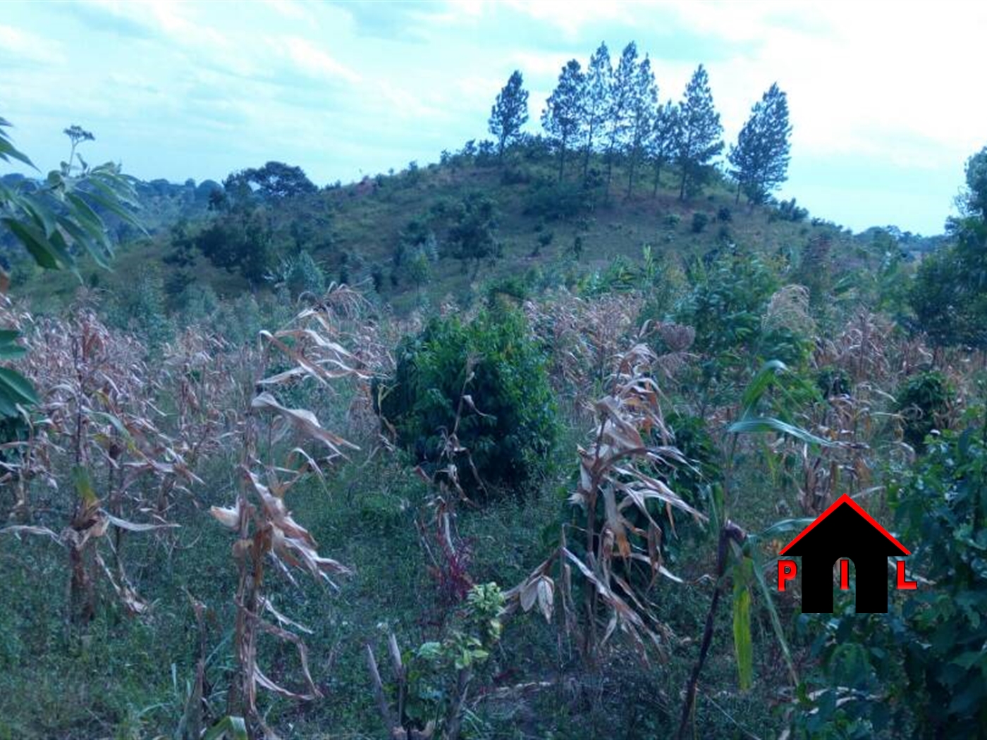 Agricultural Land for sale in Birizi Masaka