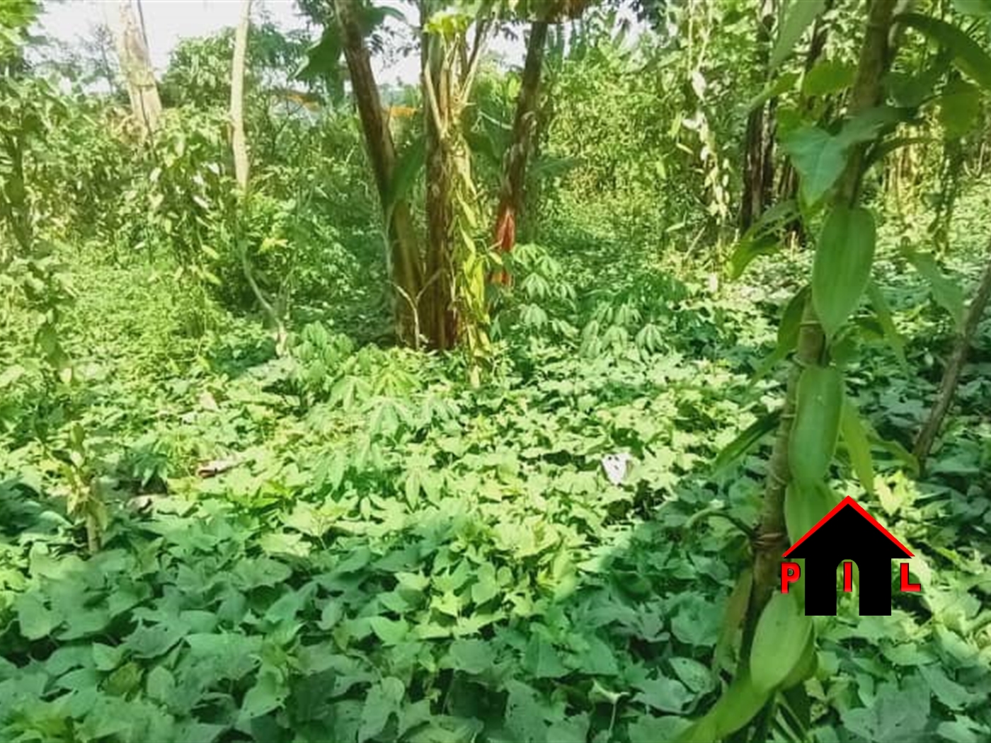 Agricultural Land for sale in Nabusanke Masaka