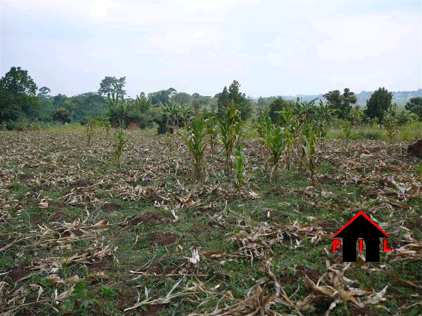 Agricultural Land for sale in Nabusanke Masaka