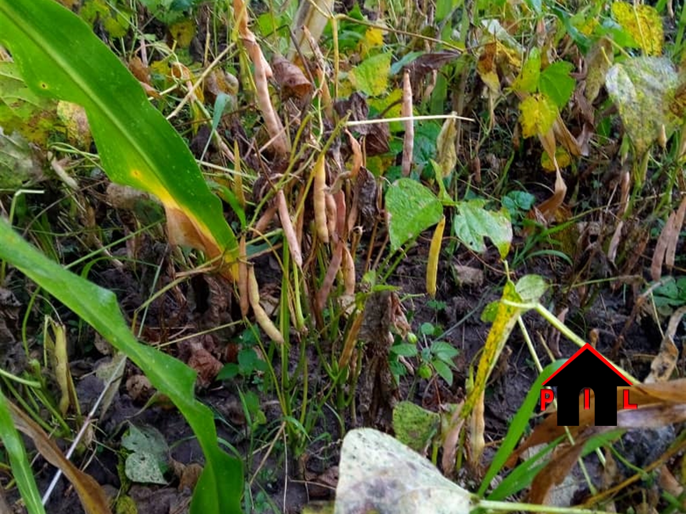 Agricultural Land for sale in Namirembe Hoima