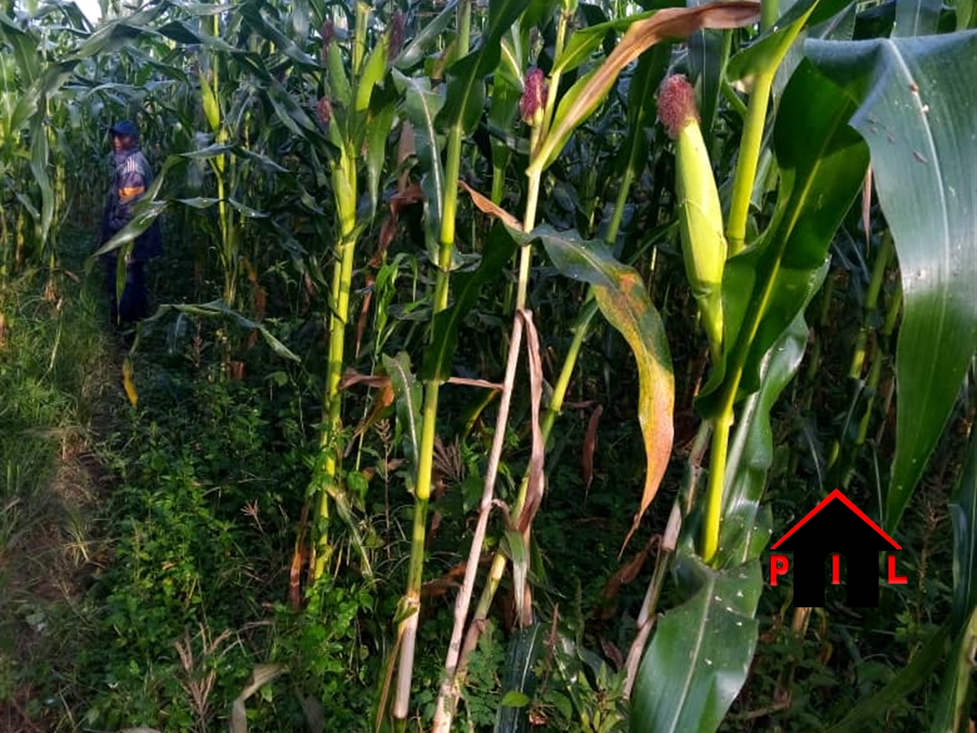 Agricultural Land for sale in Namirembe Hoima