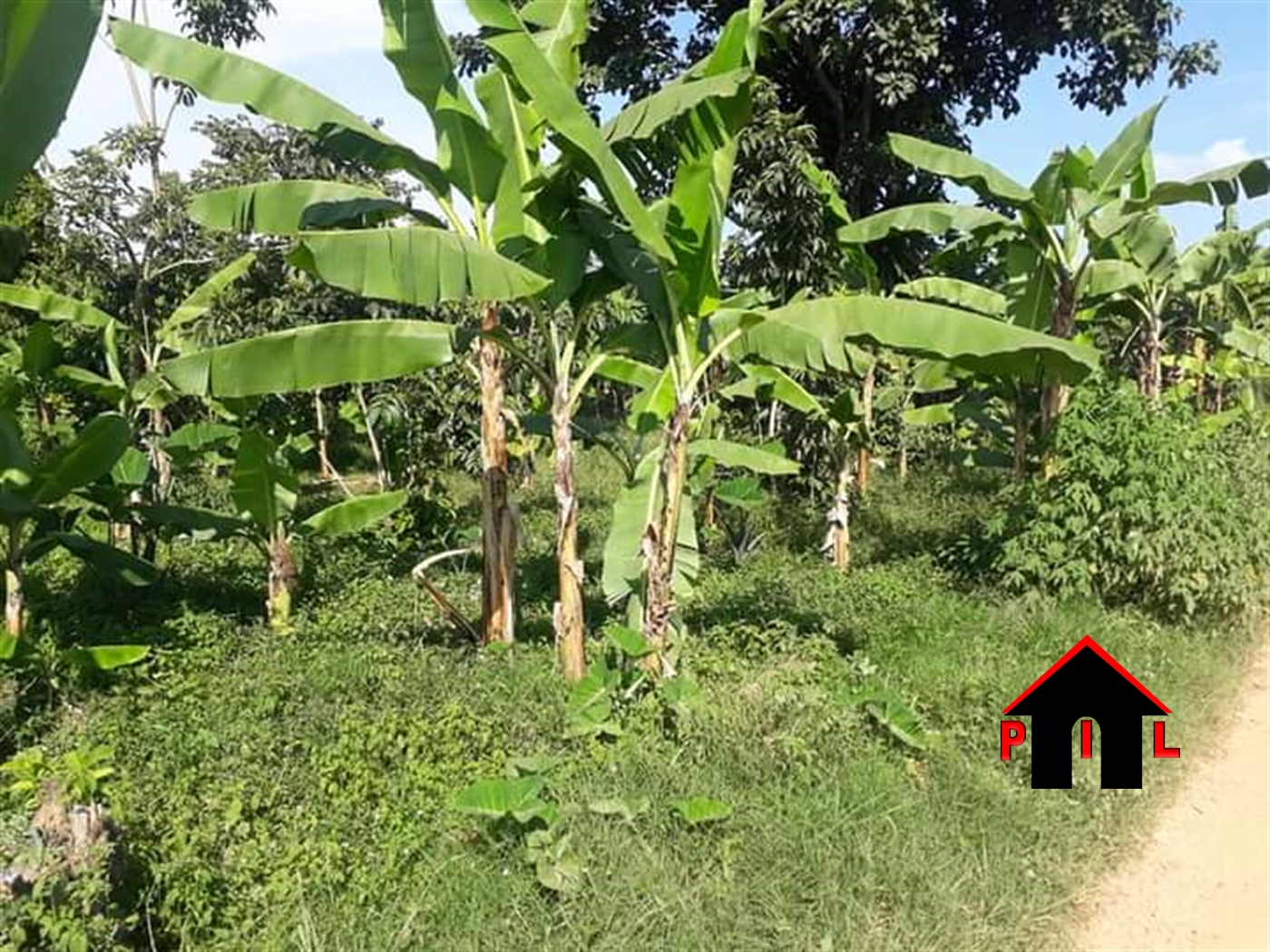 Agricultural Land for sale in Lukiizi Luwero