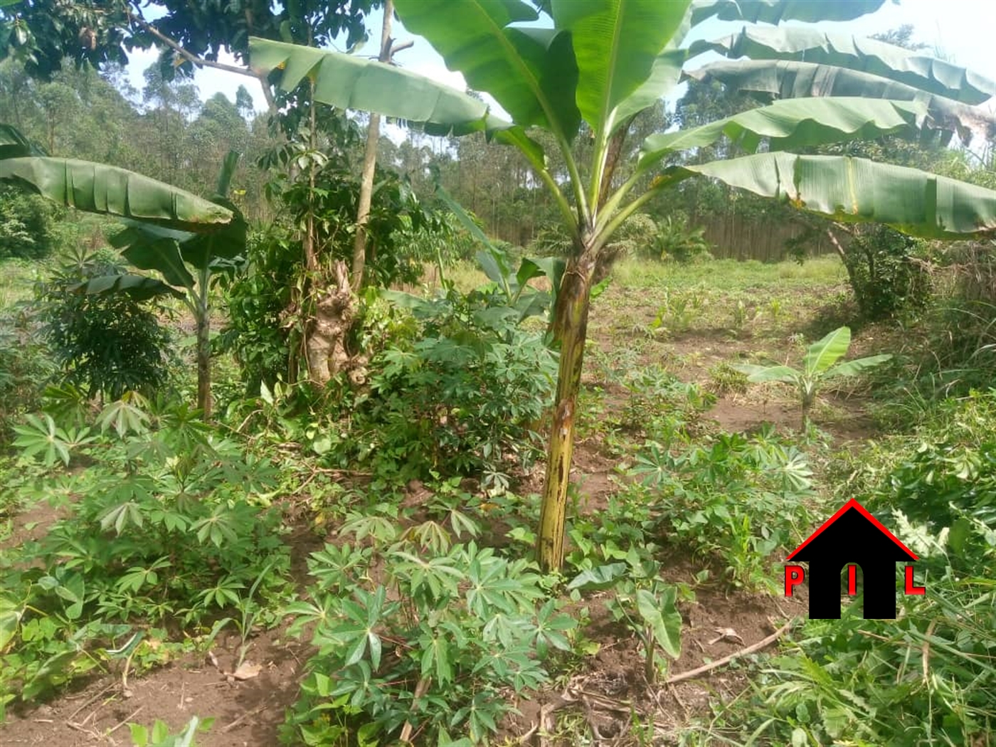 Agricultural Land for sale in Kigumbya Luweero