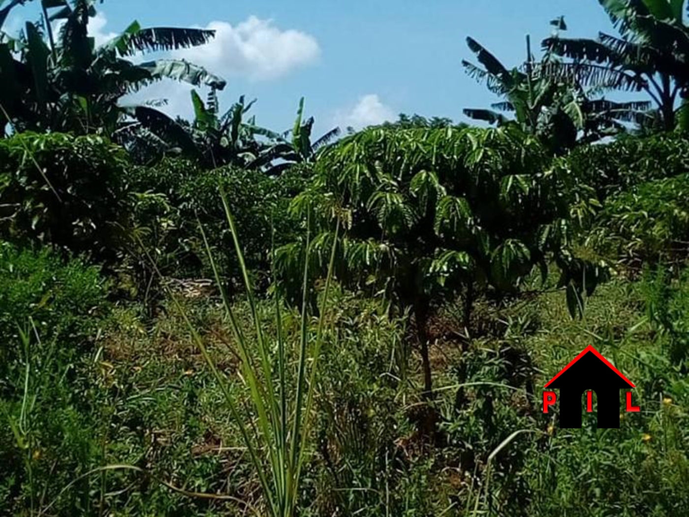 Agricultural Land for sale in Lusango Masaka