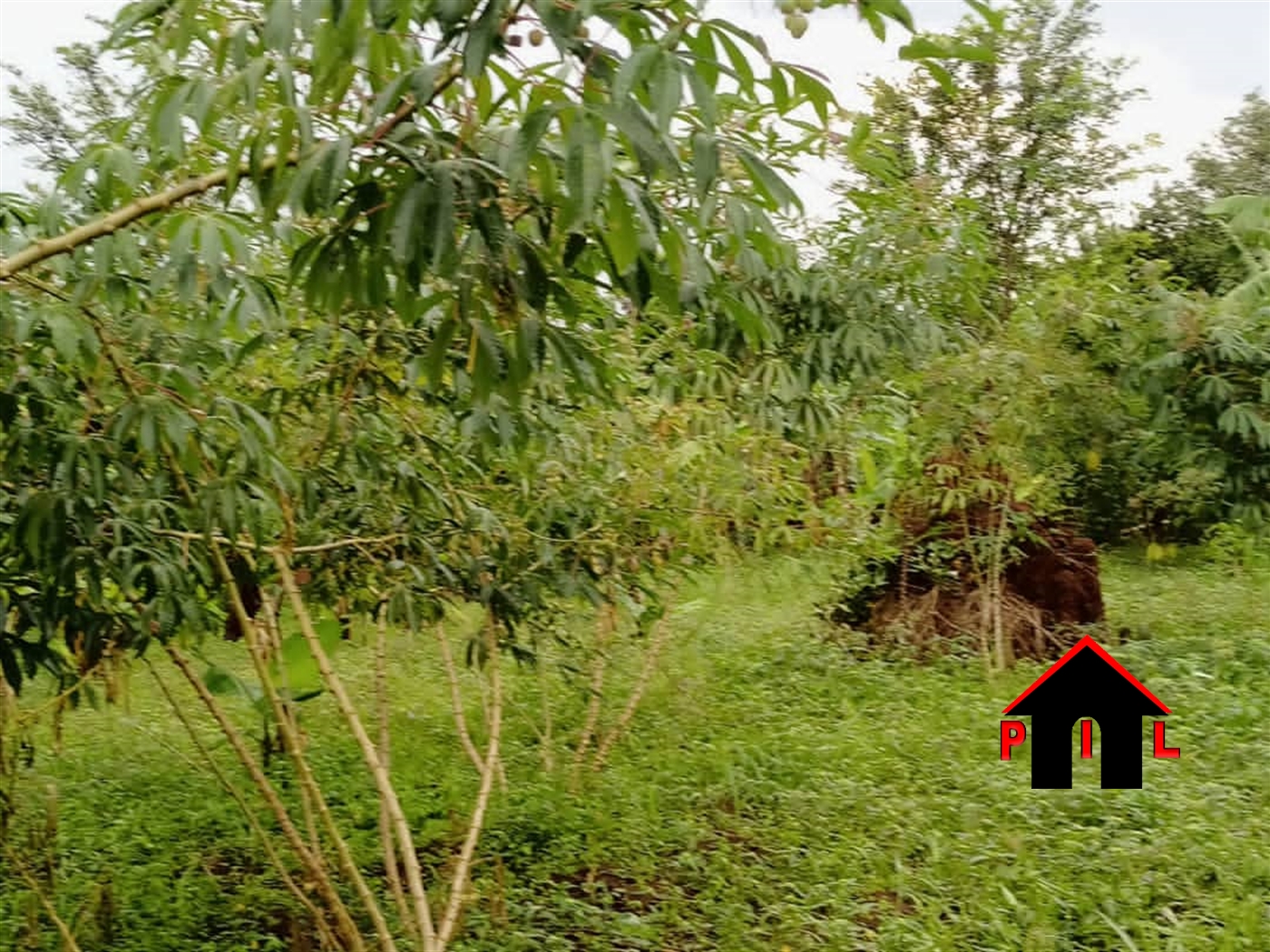 Agricultural Land for sale in Bukalasa Mityana