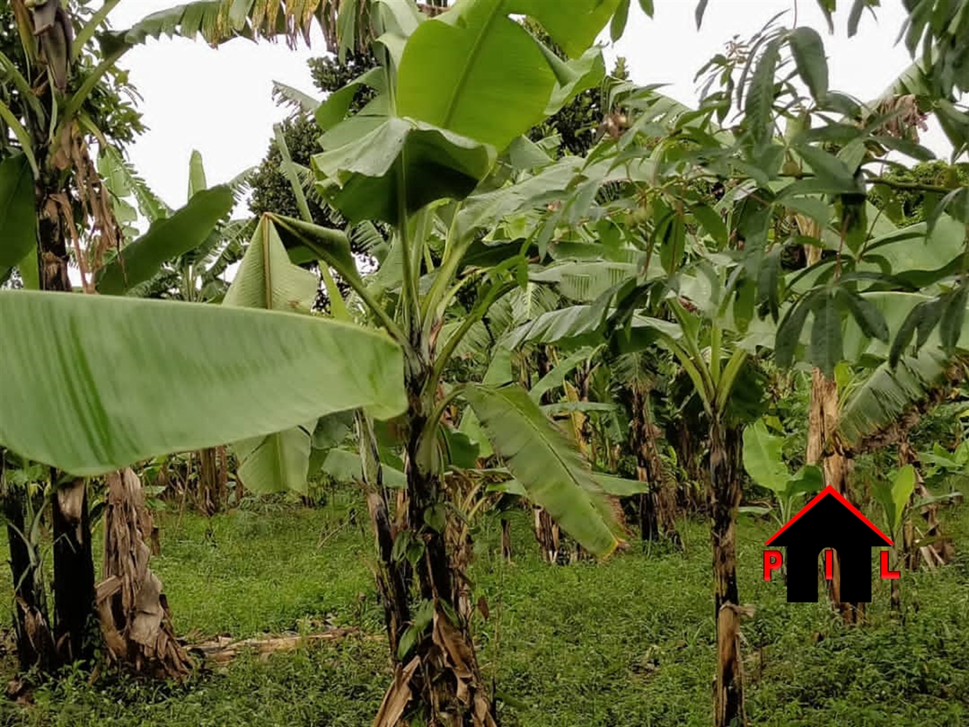 Agricultural Land for sale in Bukalasa Mityana