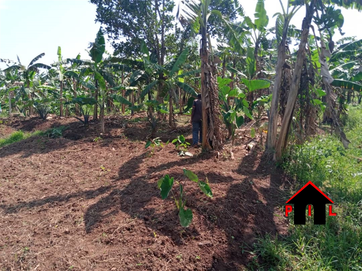 Agricultural Land for sale in Wabusaana Luweero