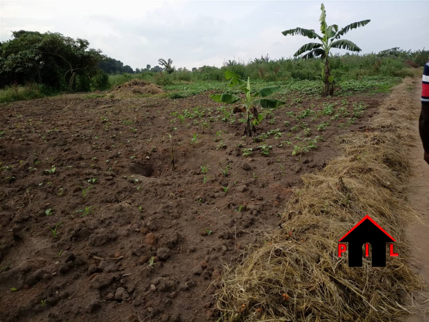 Agricultural Land for sale in Namatala Kayunga