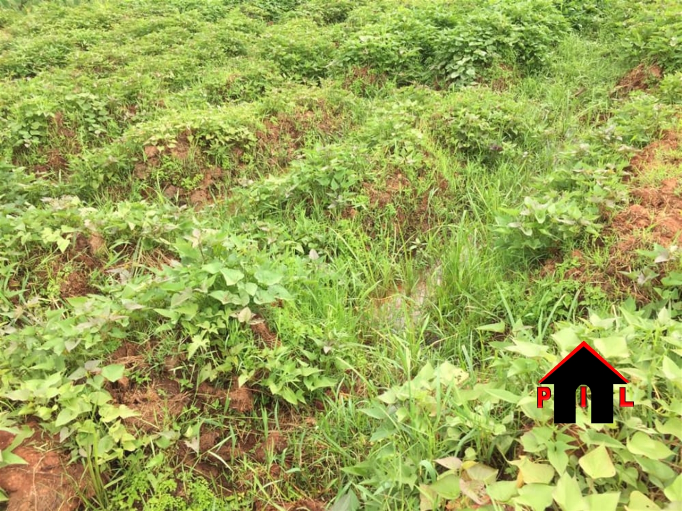 Agricultural Land for sale in Sentema Wakiso