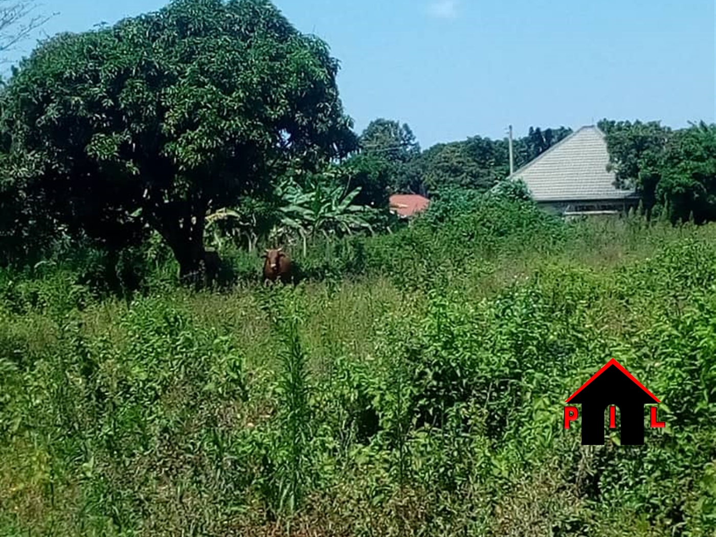 Agricultural Land for sale in Kiwoko Nakaseke