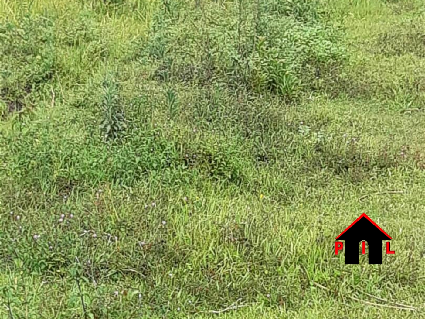 Agricultural Land for sale in Mbalala Mukono