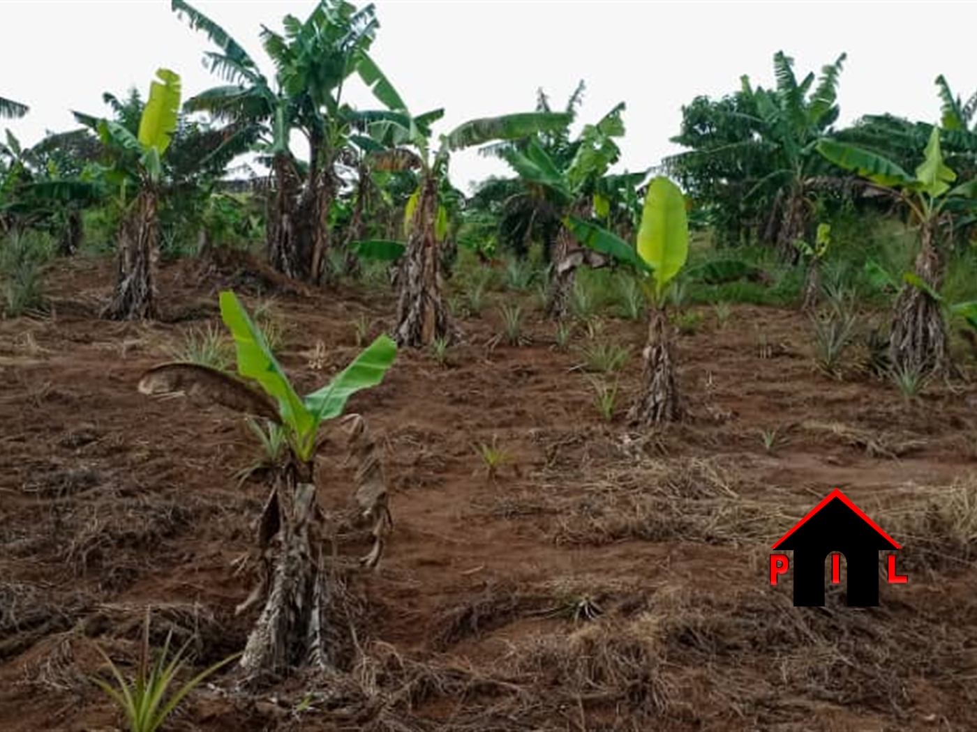 Agricultural Land for sale in Lukwanga Wakiso