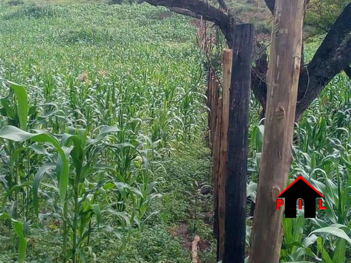 Agricultural Land for sale in Kyotela Masaka