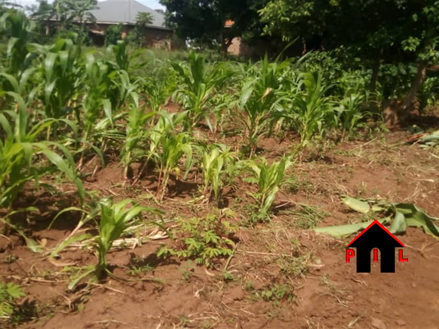 Agricultural Land for sale in Matuuga Wakiso