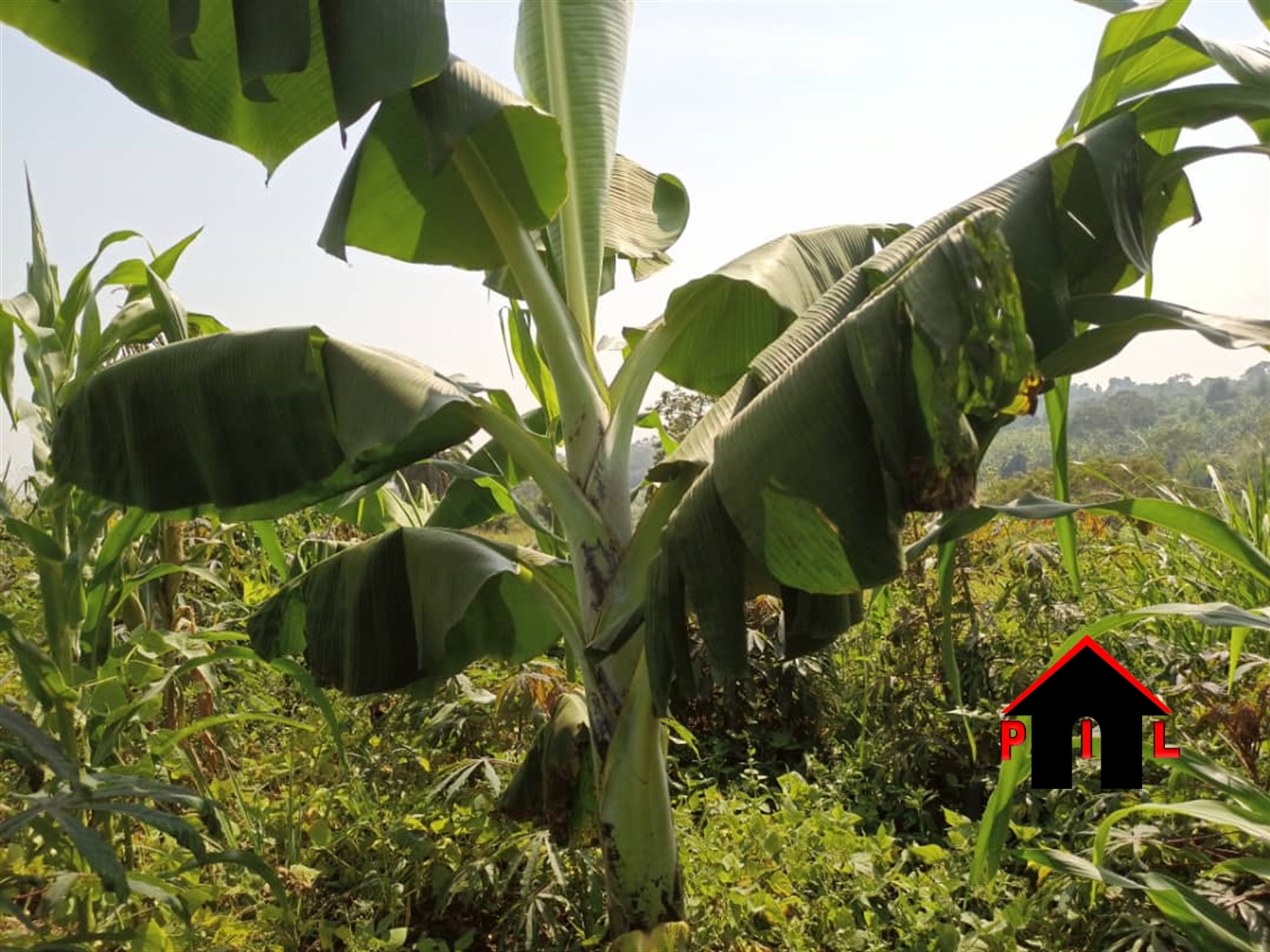 Residential Land for sale in Matugga Wakiso