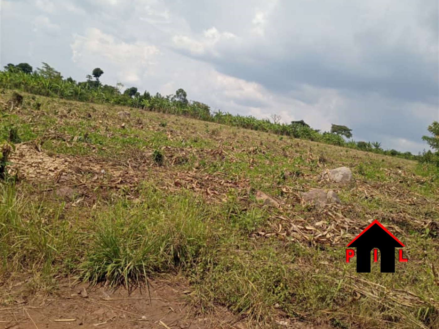 Agricultural Land for sale in Luguzi Mityana